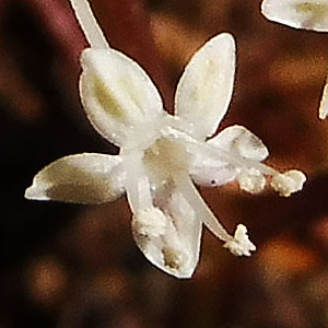 panax trifolius - dwarf ginseng - Male Flower showing stamens and non-fertile stigma