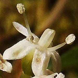 panax trifolius - dwarf ginseng - Bisexual Flower - 5 stamens and 3 functional stigmas