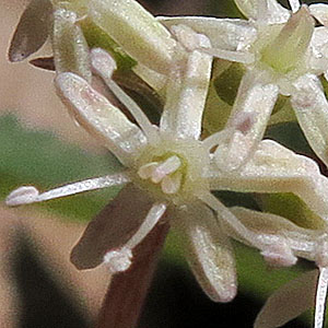 panax trifolius - dwarf ginseng - Hermaphoditic Flower - 5 stamens and 3 functional stigmas