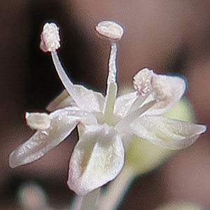 panax trifolius - dwarf ginseng - Male Flower and non-fertile single stigma