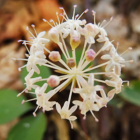 Dwarf Ginseng - Panax trifolius