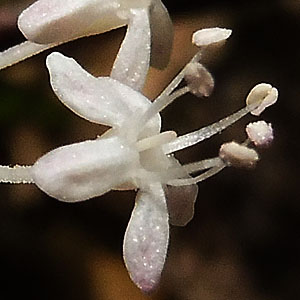 panax trifolius - dwarf ginseng - Male Flower - 5 stamens and non-fertile single stigma