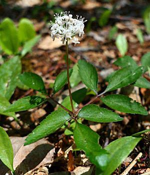 panax trifolius - dwarf ginseng - plant with flower is about 3 - 8 inches tall 