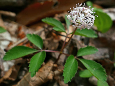 panax trifolius - dwarf ginseng - plant with flower is about 3 - 8 inches tall