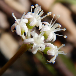 Panax trifolius - dwarf ginseng -  bisexual inflorescence  2 of the flowers lost all their stamens