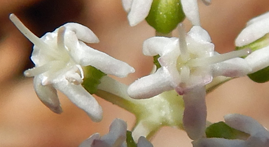 panax trifolius - dwarf ginseng - Female Flower- 3 fertile stigmas - no stamens