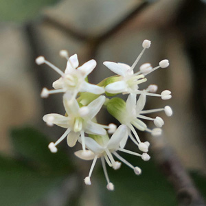 Panax trifolius - dwarf ginseng -  bisexual inflorescence - flowers with functional stamen & pistils 