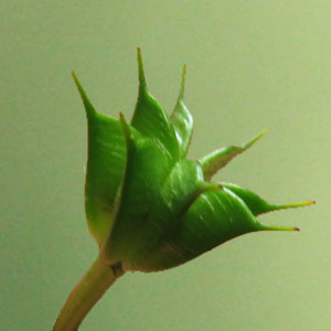 Trollius laxus ssp. laxus   Spreading Globeflower  fruit