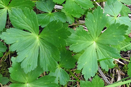 Trollius laxus ssp. laxus   Spreading Globeflower basal leaves