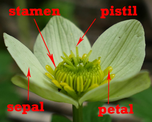 Trollius laxus ssp. laxus   Spreading Globeflower - flower closeup labeled parts 