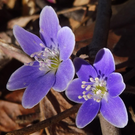 Hepatica americana - Round Lobed Hepatica - Flower blue white edges