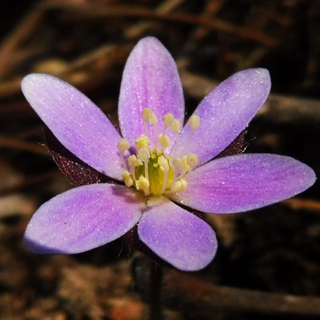 Hepatica americana - Round Lobed Hepatica - Flower - pink
