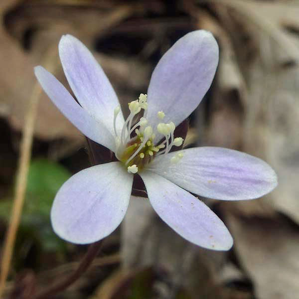 Hepatica americana - Round Lobed Hepatica - Flower close up