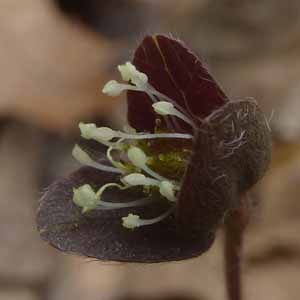 Hepatica americana - Round Lobed Hepatica -  Older flower, petals fallen off, see hairy bracts