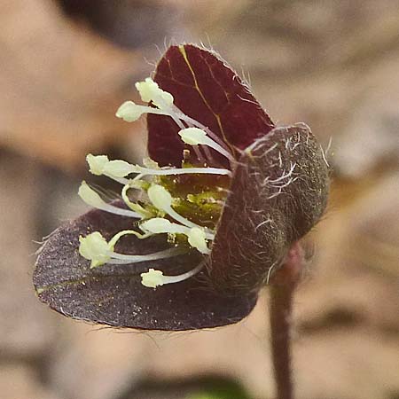 Hepatica americana - Round Lobed Hepatica - Flower, hairy bracts