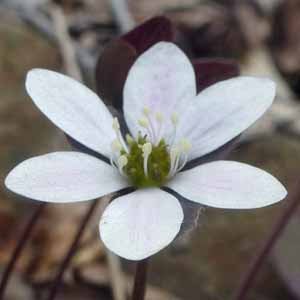 Hepatica americana - Round Lobed Hepatica -  White flower