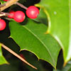 <i>Ilex opaca</i> ( American Holly ) Red fruit and leaves (female tree)