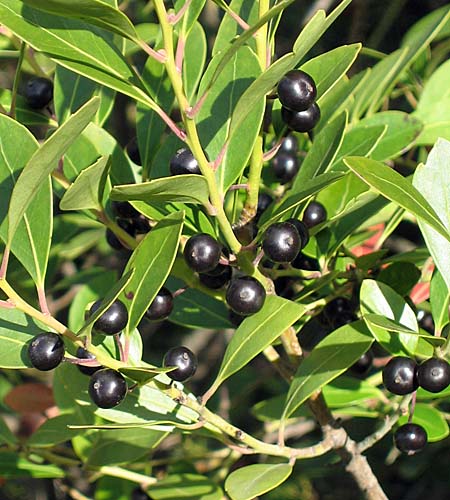 Ilex glabra - inkberry Holly - Red Fruit, berries