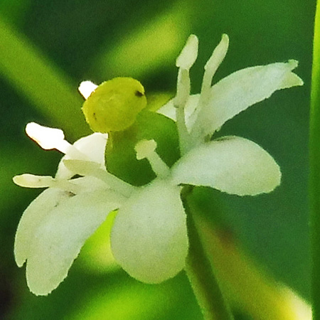 Ilex glabra - inkberry Holly - female flower clusters closeup