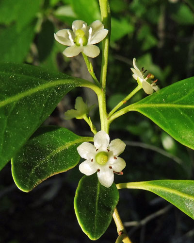 Ilex glabra - inkberry Holly - female flower clusters along stem
