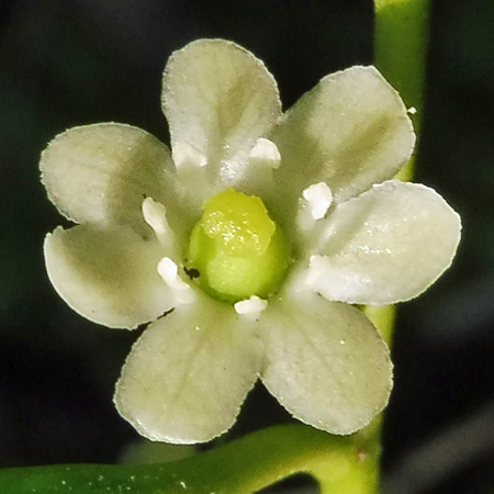 Ilex glabra - inkberry Holly - female flower closeup, petals, fertile pistil, ovary, stigma, sterile stamens