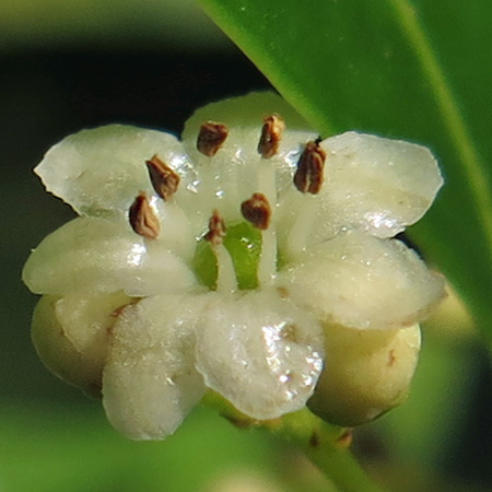 Ilex glabra - inkberry Holly - male flower closeup, petals, fertile stamens, mature anthers, sterile pistil