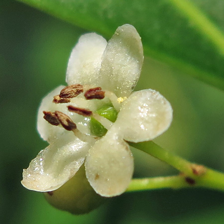 Ilex glabra - inkberry Holly - male flower closeup, petals, fertile stamens, anthers, pollen, sterile pistil