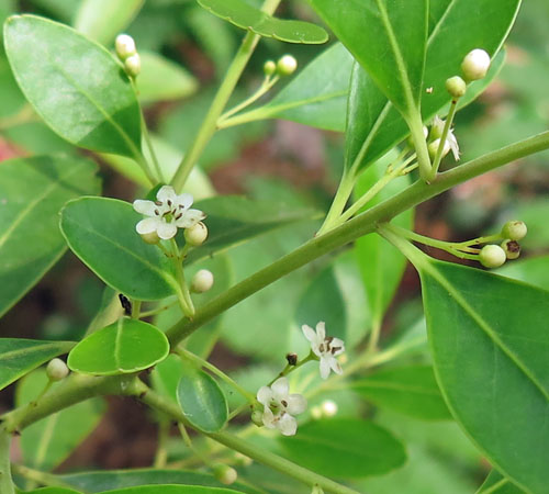 Ilex glabra - inkberry Holly - male flower clusters along stem