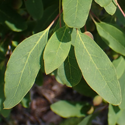 Mountain Holly, Ilex mucronata, leaves