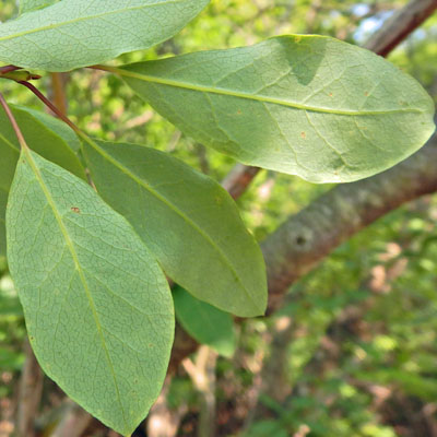 Mountain Holly, Ilex mucronata, leaves