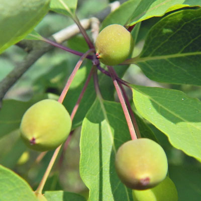 Mountain Holly - Ilex mucronata - fruit