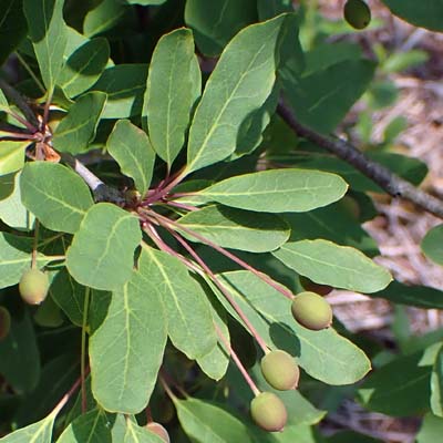 Mountain Holly - Ilex mucronata - fruit