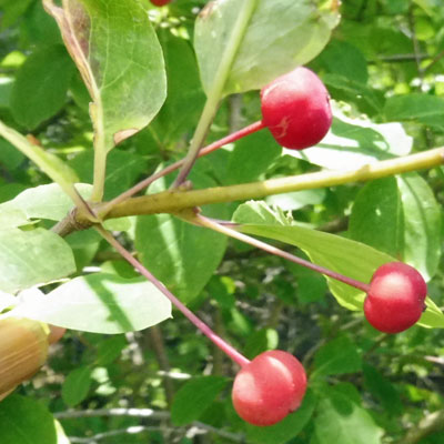 Mountain Holly - Ilex mucronata - fruit