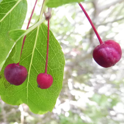 Mountain Holly - Ilex mucronata - fruit