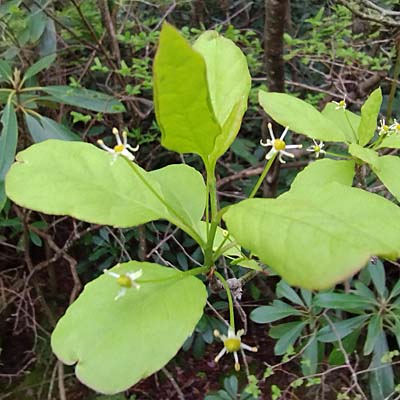 Mountain Holly - Ilex mucronata - male flower