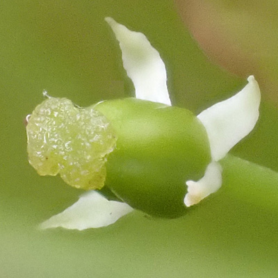 Mountain Holly - Ilex mucronata - female flower