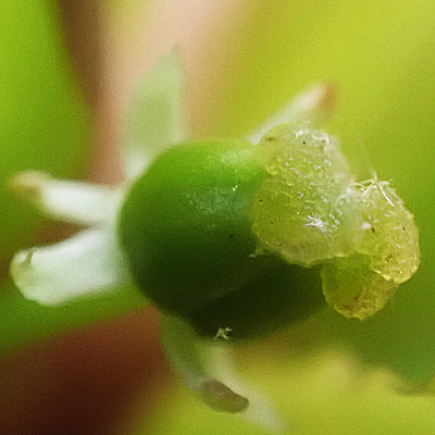 Mountain Holly - Ilex mucronata - female flower