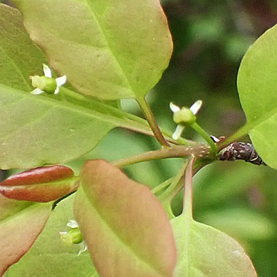 Mountain Holly - Ilex mucronata - female flower