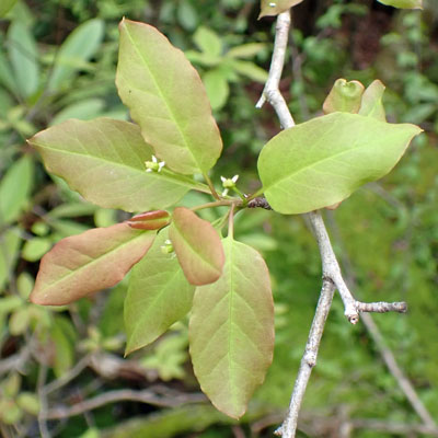 Mountain Holly - Ilex mucronata - female flower