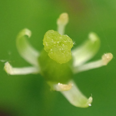 Mountain Holly - Ilex mucronata - female flower