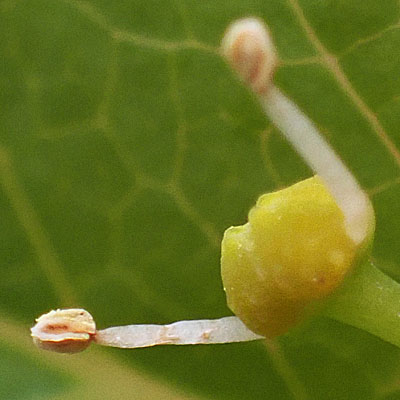 Mountain Holly - Ilex mucronata - male flower