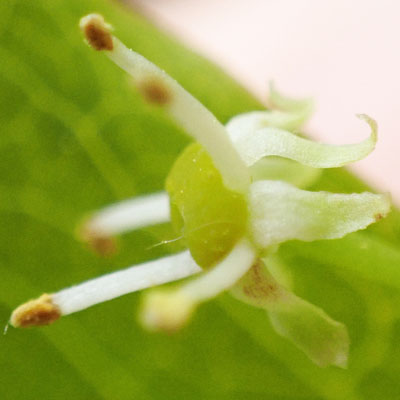 Mountain Holly - Ilex mucronata - male flower