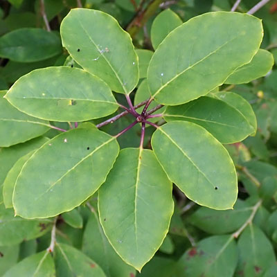 Mountain Holly, Ilex mucronata, leaves