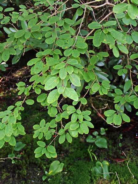 Mountain Holly, Ilex mucronata, shrub