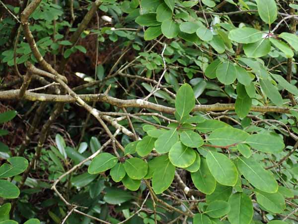 Mountain Holly, Ilex mucronata, shrub