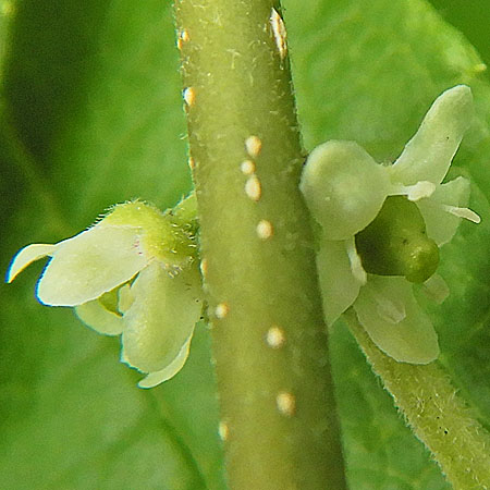 Ilex verticillata - Winterberry Holly - female flower closeup, petals, fertile pistil, ovary, stigma, sterile stamens