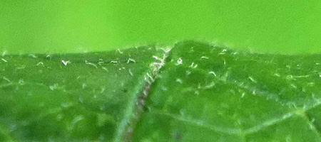 Ilex verticillata - Winterberry Holly leaf, leaf top surface, darker green, slightly hairy, with depressed veins 