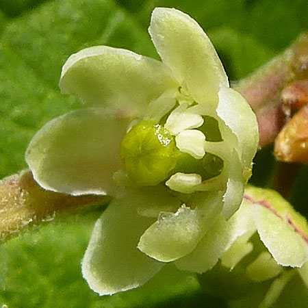 Ilex verticillata - Winterberry Holly - female flower closeup, petals, fertile pistil, ovary, stigma, sterile stamens