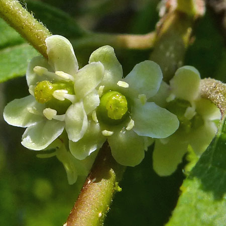 Ilex verticillata - Winterberry Holly - female flower clusters closeup