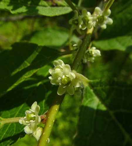Ilex verticillata - Winterberry Holly - female flower clusters along stem